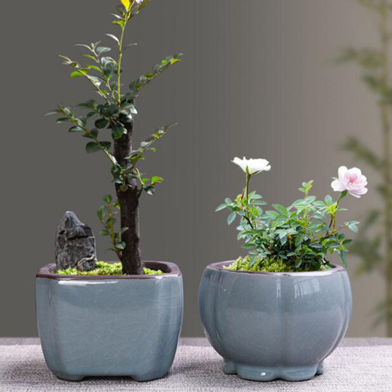 Retro Ceramic Flower Pot Aspar - Bonsai Garden Kit review and price