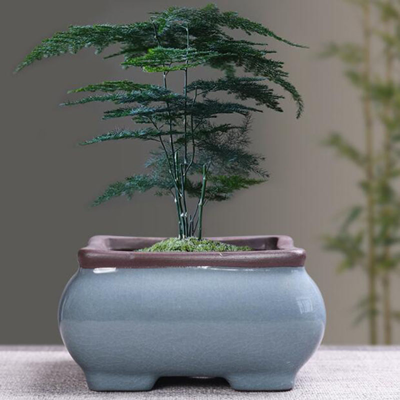 Retro Ceramic Flower Pot Aspar - Bonsai Garden Kit review and price
