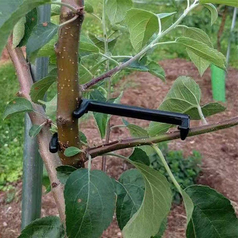 10-30Pcs Fruit Tree Clips Plan - Bonsai Garden Tools review and price