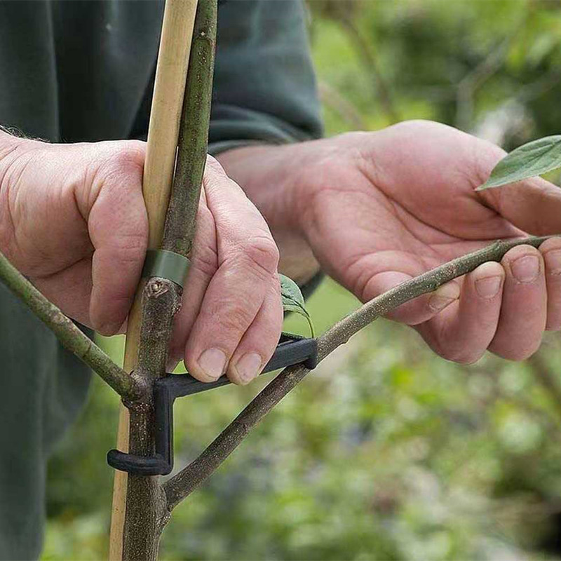 10-30Pcs Fruit Tree Clips Plan - Bonsai Garden Tools review and price